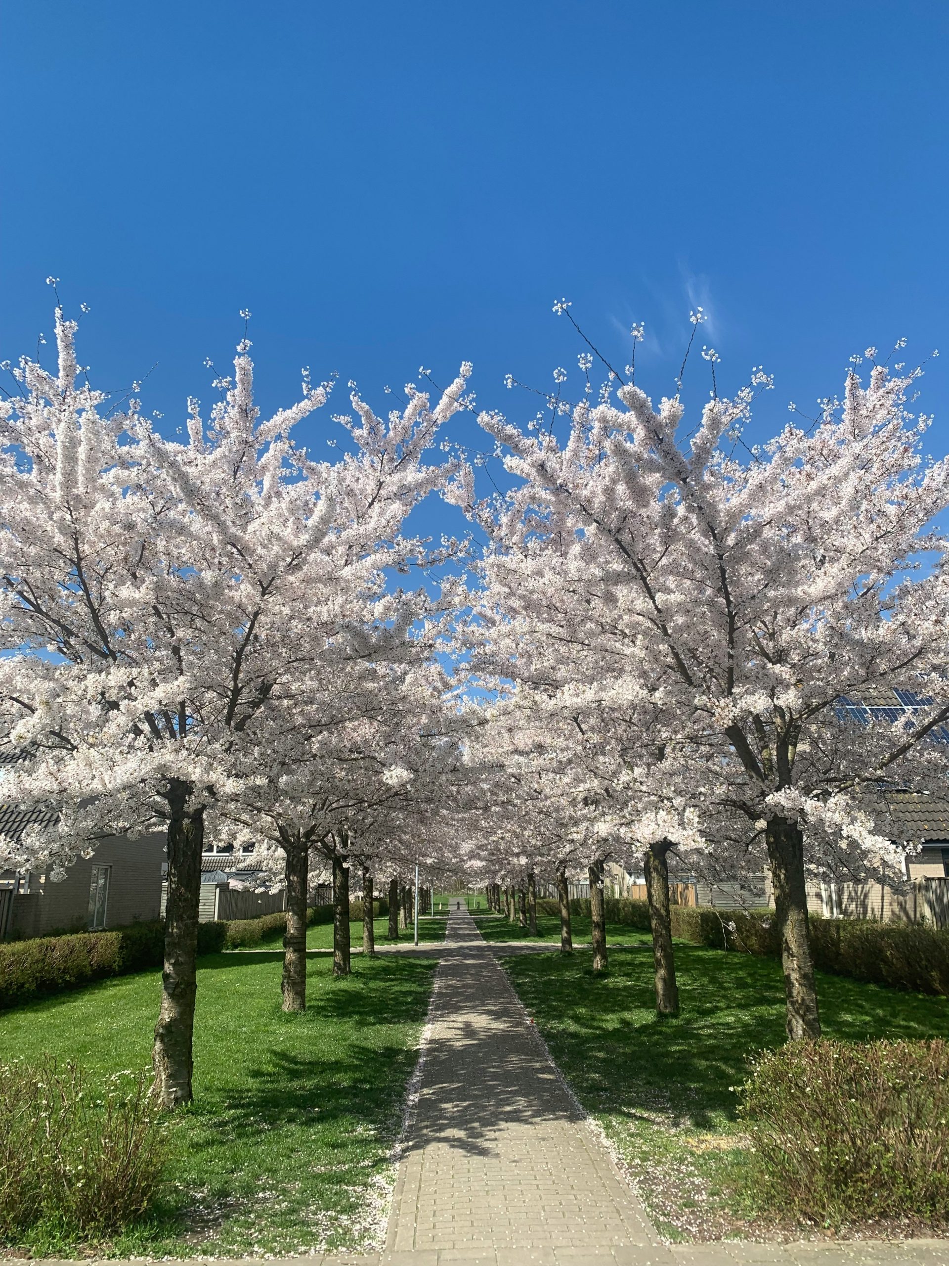Rechte wandelpad omzoomd door bloeiende kersenbomen met roze‑witte bloesems en helderblauwe lucht.